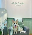 Colin Studio